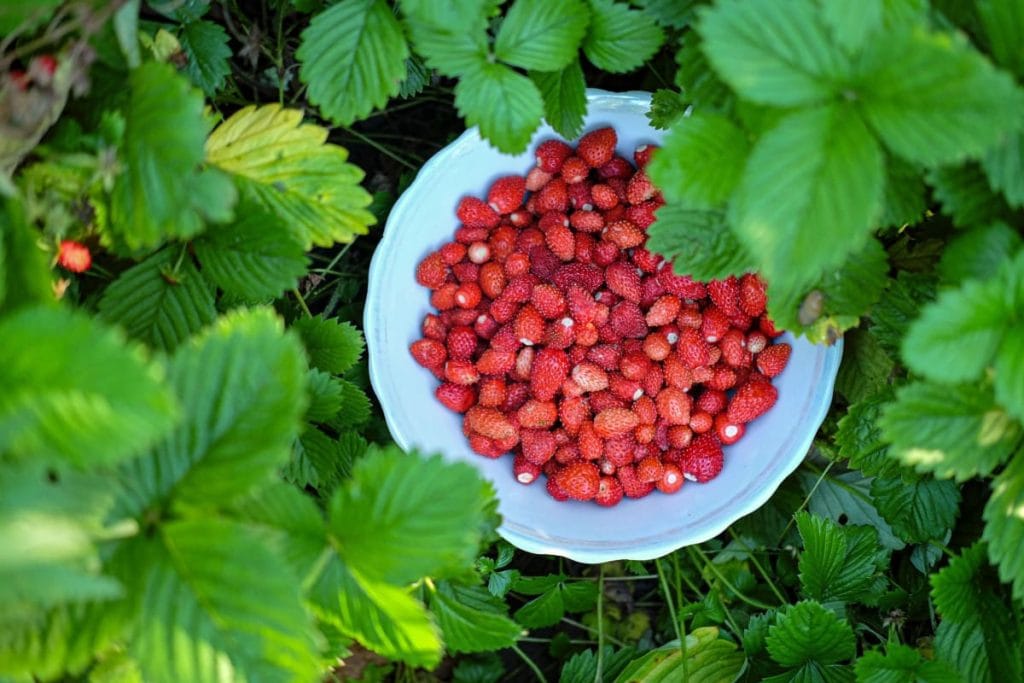 3 tips til bedre hindbær i haven