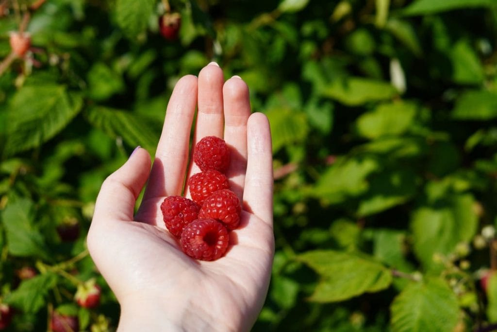 Server hindbær fra egen have til dine gæster